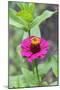 Pink Zinnia, Usa-Lisa S. Engelbrecht-Mounted Photographic Print