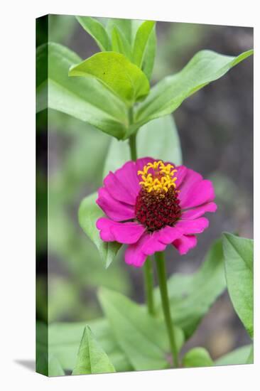 Pink Zinnia, Usa-Lisa S. Engelbrecht-Stretched Canvas