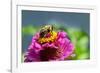 Pink zinnia, USA.-Lisa Engelbrecht-Framed Photographic Print