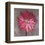 Pink Zinnia-Erin Clark-Framed Art Print