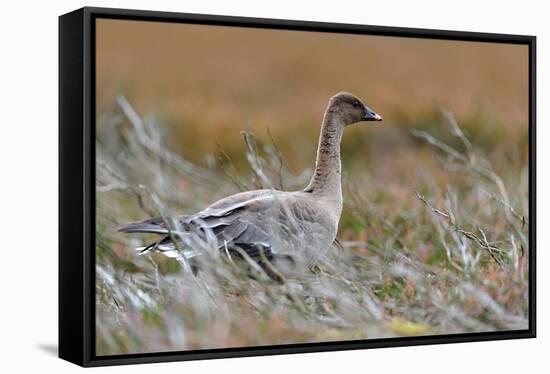 Pinkfooted goose on burnt heather moorland, Scotland-Laurie Campbell-Framed Stretched Canvas