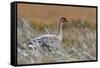 Pinkfooted goose on burnt heather moorland, Scotland-Laurie Campbell-Framed Stretched Canvas