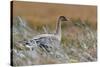 Pinkfooted goose on burnt heather moorland, Scotland-Laurie Campbell-Stretched Canvas