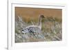 Pinkfooted goose on burnt heather moorland, Scotland-Laurie Campbell-Framed Photographic Print