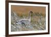 Pinkfooted goose on burnt heather moorland, Scotland-Laurie Campbell-Framed Photographic Print