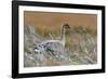 Pinkfooted goose on burnt heather moorland, Scotland-Laurie Campbell-Framed Photographic Print