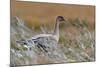 Pinkfooted goose on burnt heather moorland, Scotland-Laurie Campbell-Mounted Photographic Print