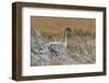 Pinkfooted goose on burnt heather moorland, Scotland-Laurie Campbell-Framed Photographic Print