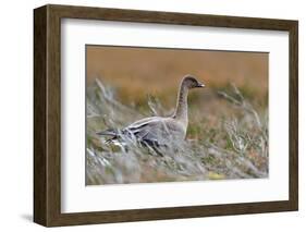 Pinkfooted goose on burnt heather moorland, Scotland-Laurie Campbell-Framed Photographic Print