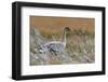 Pinkfooted goose on burnt heather moorland, Scotland-Laurie Campbell-Framed Photographic Print