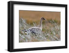 Pinkfooted goose on burnt heather moorland, Scotland-Laurie Campbell-Framed Photographic Print