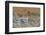 Pinkfooted goose on burnt heather moorland, Scotland-Laurie Campbell-Framed Photographic Print