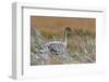 Pinkfooted goose on burnt heather moorland, Scotland-Laurie Campbell-Framed Photographic Print