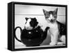 Pinkie the Guinea Pig and Perky the Kitten Tottenahm London, September 1978-null-Framed Stretched Canvas
