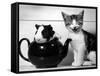 Pinkie the Guinea Pig and Perky the Kitten Tottenahm London, September 1978-null-Framed Stretched Canvas