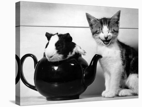 Pinkie the Guinea Pig and Perky the Kitten Tottenahm London, September 1978-null-Stretched Canvas