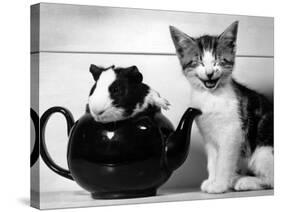 Pinkie the Guinea Pig and Perky the Kitten Tottenahm London, September 1978-null-Stretched Canvas