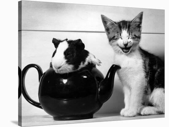 Pinkie the Guinea Pig and Perky the Kitten Tottenahm London, September 1978-null-Stretched Canvas