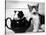 Pinkie the Guinea Pig and Perky the Kitten Tottenahm London, September 1978-null-Stretched Canvas