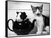 Pinkie the Guinea Pig and Perky the Kitten Tottenahm London, September 1978-null-Framed Stretched Canvas