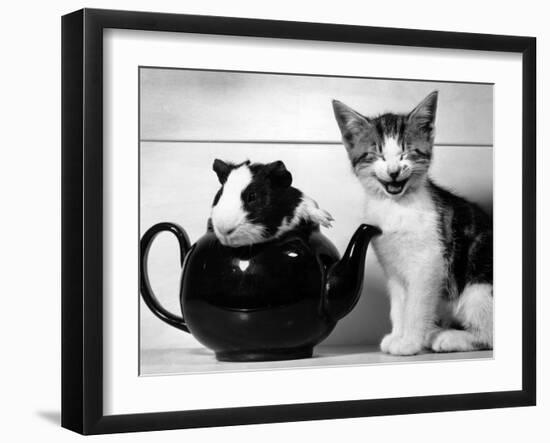 Pinkie the Guinea Pig and Perky the Kitten Tottenahm London, September 1978-null-Framed Premium Photographic Print