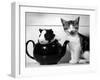 Pinkie the Guinea Pig and Perky the Kitten Tottenahm London, September 1978-null-Framed Premium Photographic Print