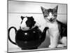 Pinkie the Guinea Pig and Perky the Kitten Tottenahm London, September 1978-null-Mounted Premium Photographic Print