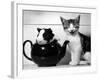 Pinkie the Guinea Pig and Perky the Kitten Tottenahm London, September 1978-null-Framed Photographic Print