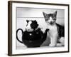 Pinkie the Guinea Pig and Perky the Kitten Tottenahm London, September 1978-null-Framed Photographic Print