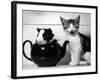 Pinkie the Guinea Pig and Perky the Kitten Tottenahm London, September 1978-null-Framed Photographic Print