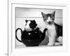 Pinkie the Guinea Pig and Perky the Kitten Tottenahm London, September 1978-null-Framed Photographic Print