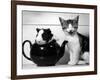 Pinkie the Guinea Pig and Perky the Kitten Tottenahm London, September 1978-null-Framed Photographic Print