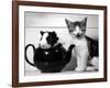 Pinkie the Guinea Pig and Perky the Kitten Tottenahm London, September 1978-null-Framed Photographic Print