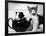 Pinkie the Guinea Pig and Perky the Kitten Tottenahm London, September 1978-null-Framed Photographic Print