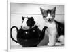 Pinkie the Guinea Pig and Perky the Kitten Tottenahm London, September 1978-null-Framed Photographic Print