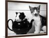 Pinkie the Guinea Pig and Perky the Kitten Tottenahm London, September 1978-null-Framed Photographic Print