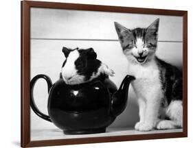 Pinkie the Guinea Pig and Perky the Kitten Tottenahm London, September 1978-null-Framed Photographic Print