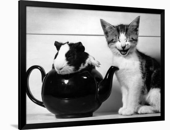 Pinkie the Guinea Pig and Perky the Kitten Tottenahm London, September 1978-null-Framed Photographic Print