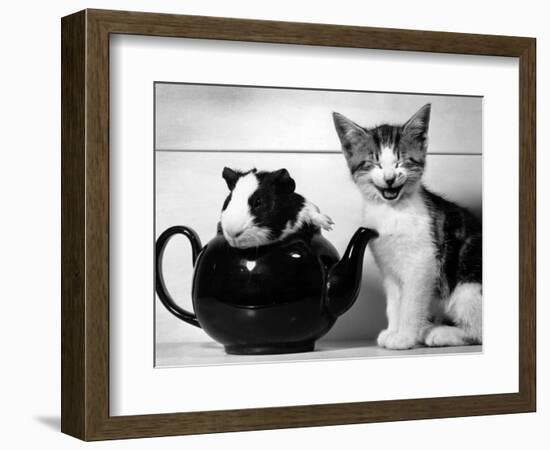 Pinkie the Guinea Pig and Perky the Kitten Tottenahm London, September 1978-null-Framed Photographic Print