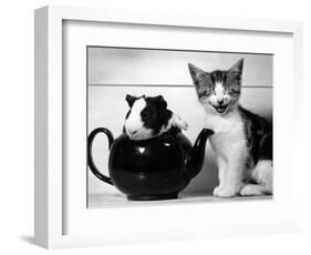 Pinkie the Guinea Pig and Perky the Kitten Tottenahm London, September 1978-null-Framed Photographic Print