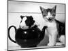 Pinkie the Guinea Pig and Perky the Kitten Tottenahm London, September 1978-null-Mounted Photographic Print