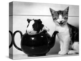 Pinkie the Guinea Pig and Perky the Kitten Tottenahm London, September 1978-null-Stretched Canvas