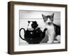 Pinkie the Guinea Pig and Perky the Kitten Tottenahm London, September 1978-null-Framed Premium Photographic Print