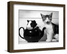 Pinkie the Guinea Pig and Perky the Kitten Tottenahm London, September 1978-null-Framed Premium Photographic Print