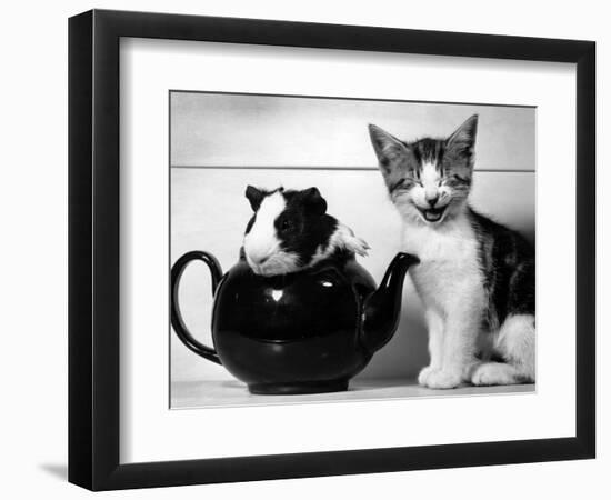 Pinkie the Guinea Pig and Perky the Kitten Tottenahm London, September 1978-null-Framed Premium Photographic Print