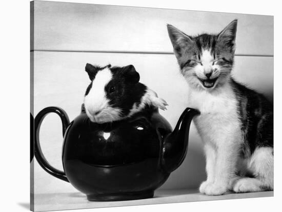 Pinkie the Guinea Pig and Perky the Kitten Tottenahm London, September 1978-null-Stretched Canvas