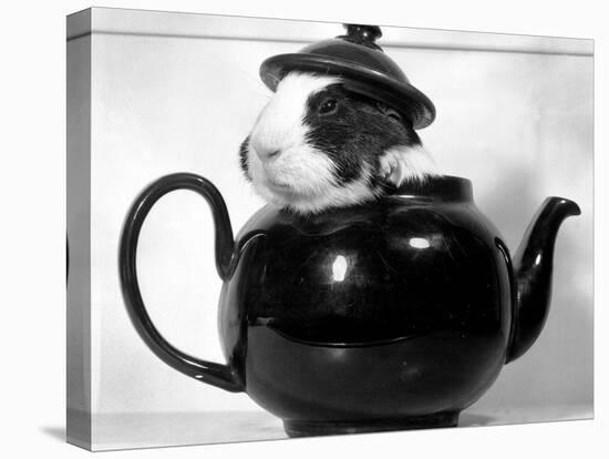 Pinkie the Guinea Pig Sitting in a Tea Pot-null-Stretched Canvas