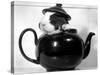 Pinkie the Guinea Pig Sitting in a Tea Pot-null-Stretched Canvas