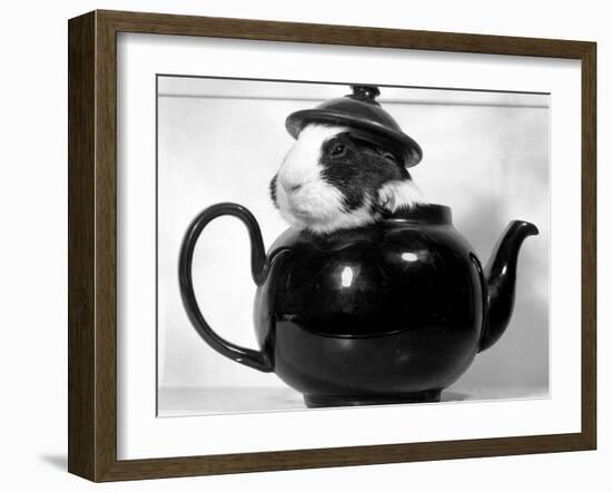 Pinkie the Guinea Pig Sitting in a Tea Pot-null-Framed Premium Photographic Print