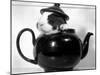 Pinkie the Guinea Pig Sitting in a Tea Pot-null-Mounted Premium Photographic Print